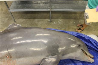 Illustration for article titled Is someone on a dolphin-killing rampage?